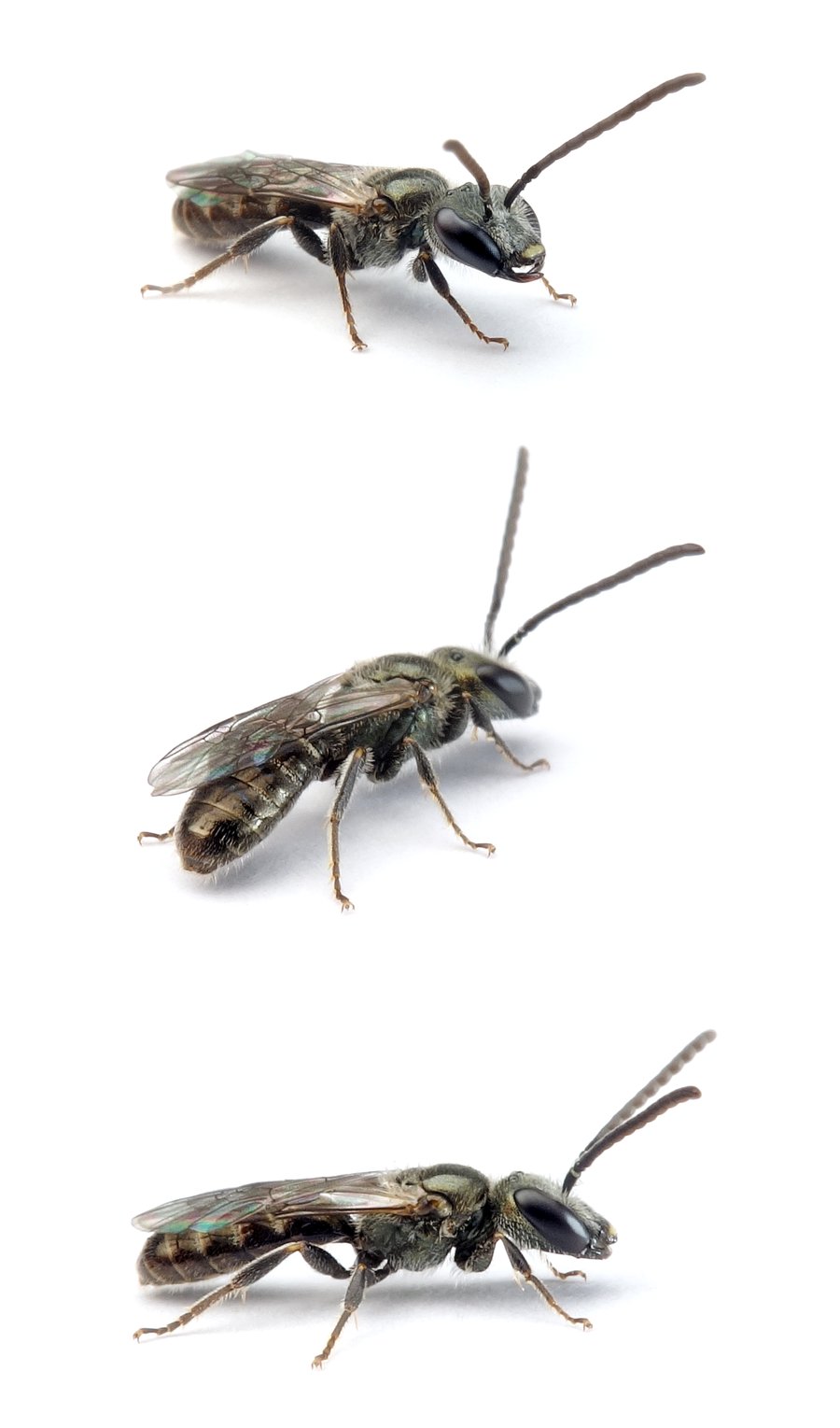 Lasioglossum nitidulum ♂ Grünglanz-Schmalbiene 6 mm