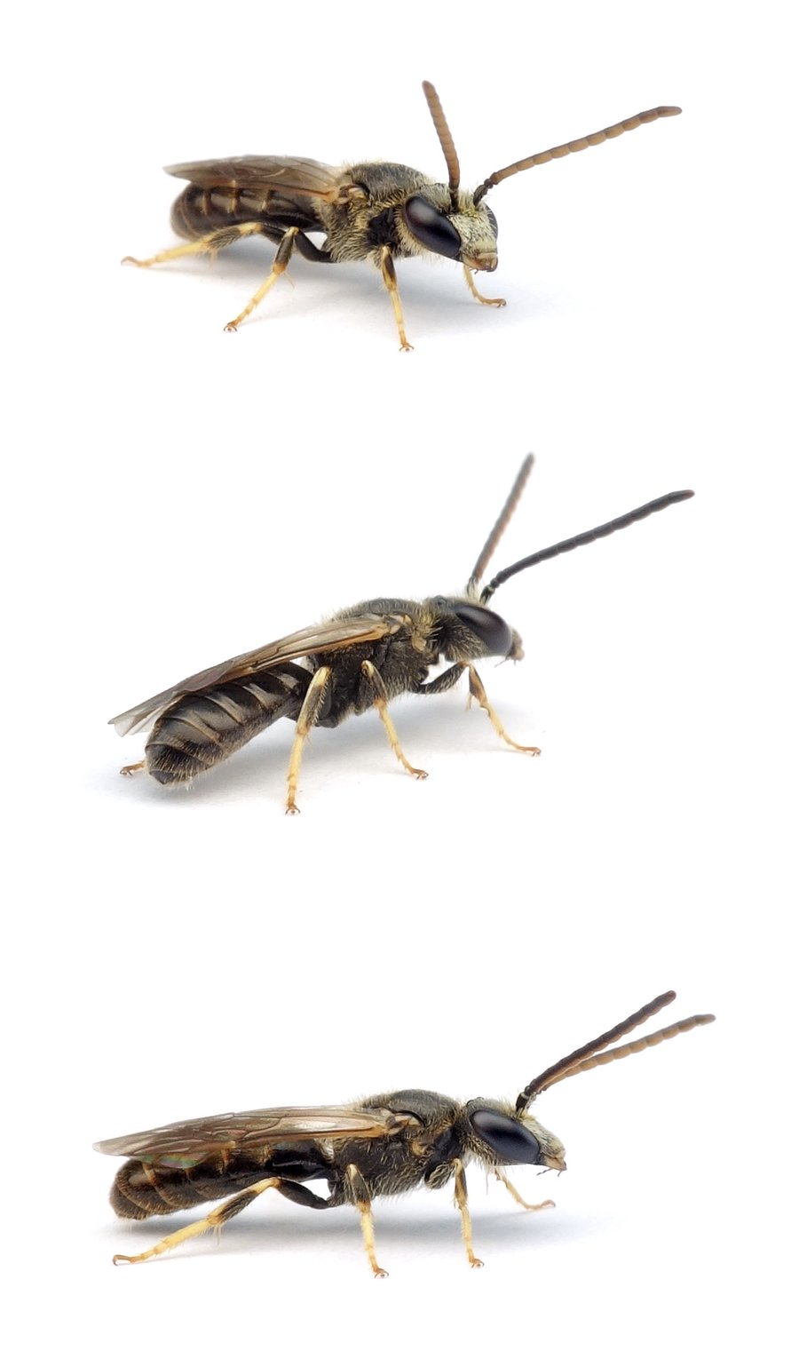 Lasioglossum pauxillum ♂ Acker-Schmalbiene 5-6 mm
