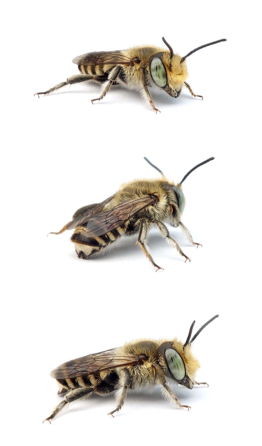 Megachile pilidens ♂ Filzzahn-Blattschneiderbiene 8-9 mm