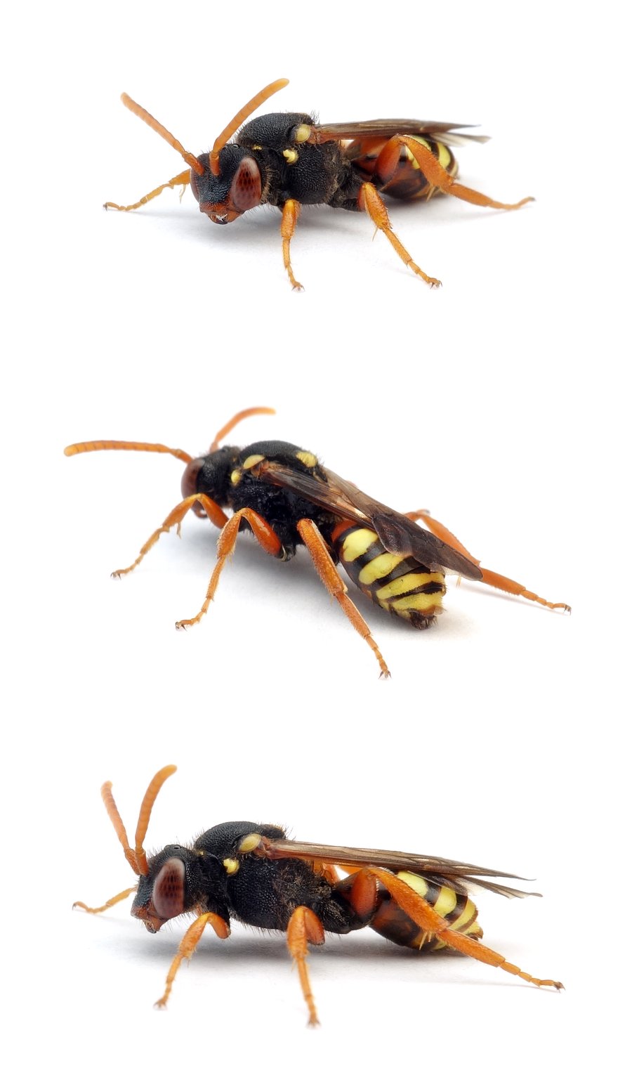 Nomada fucata ♀ Gewöhnliche Wespenbiene 8-10 mm