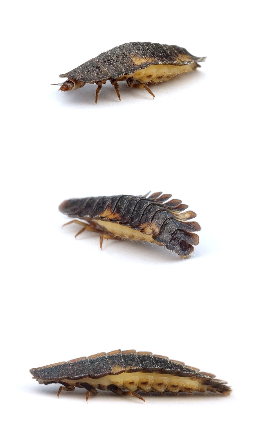 Lamprohiza splendidula Glühwürmchen / Kleiner Leuchtkäfer Larve 8-10 mm