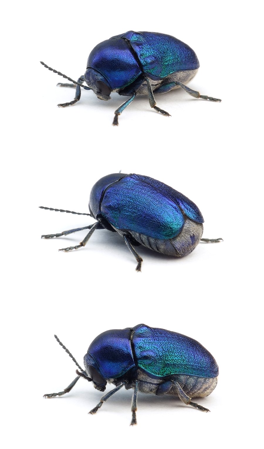 Cryptocephalus sericeus Seidiger Fallkäfer – seltene blaue Farbform 6-8 mm