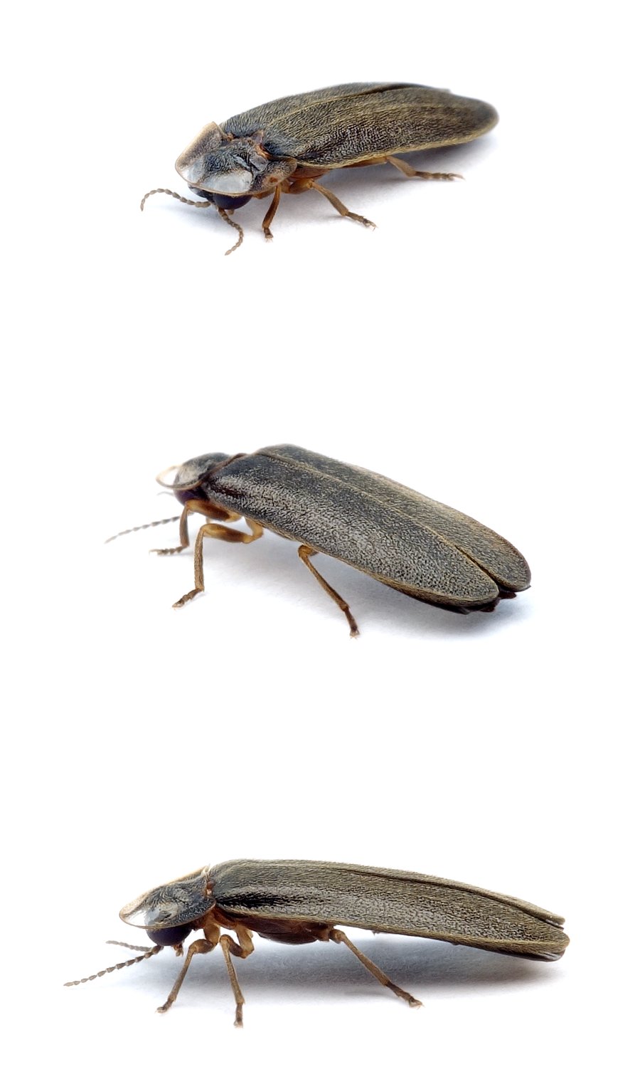 Lamprohiza splendidula ♂ Glühwürmchen / Kleiner Leuchtkäfer 8-10 mm