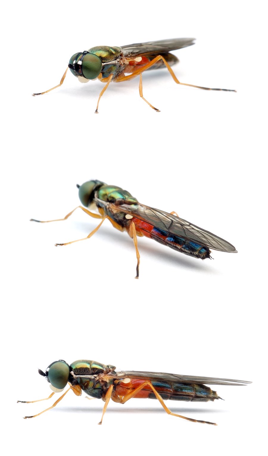Sargus bipunctatus ♀ Dungwaffenfliege 10-13 mm