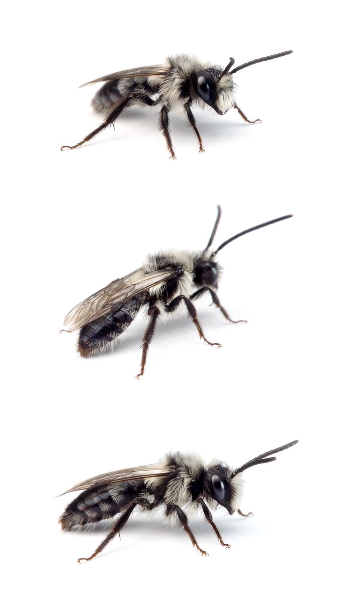 Andrena cineraria ♂ Grauschwarze Düstersandbiene 10-13 mm