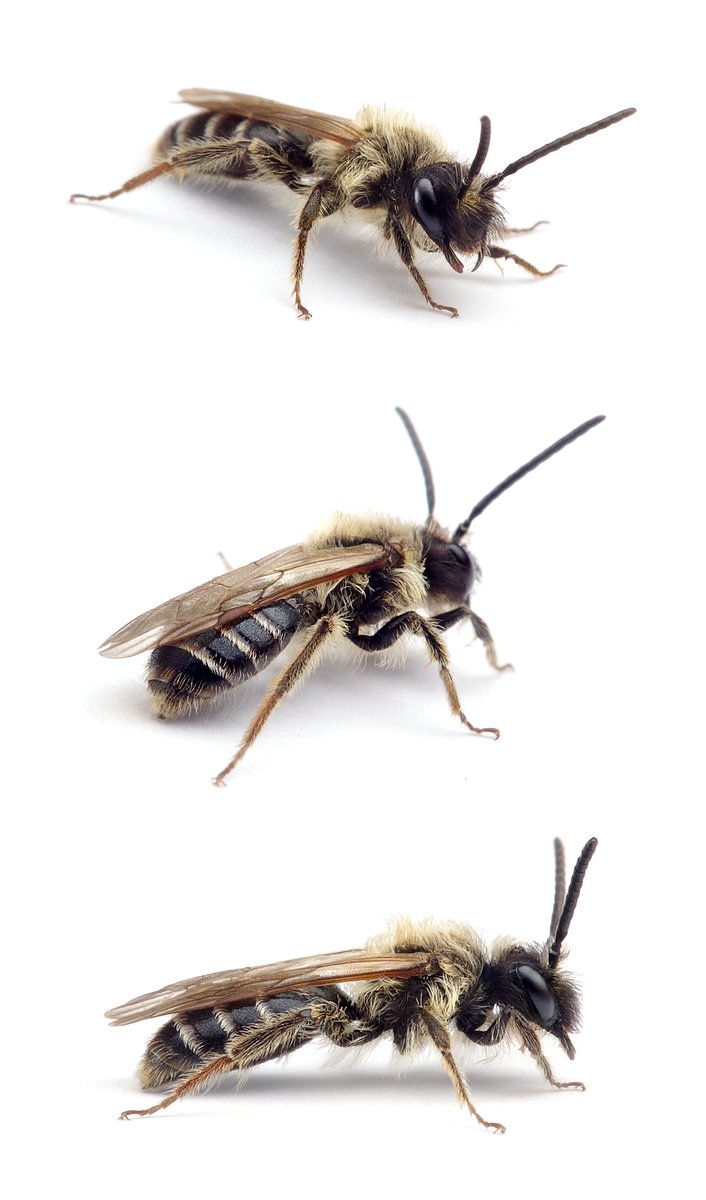 Andrena congruens ♂ Wiesen-Körbchensandbiene 8-10 mm