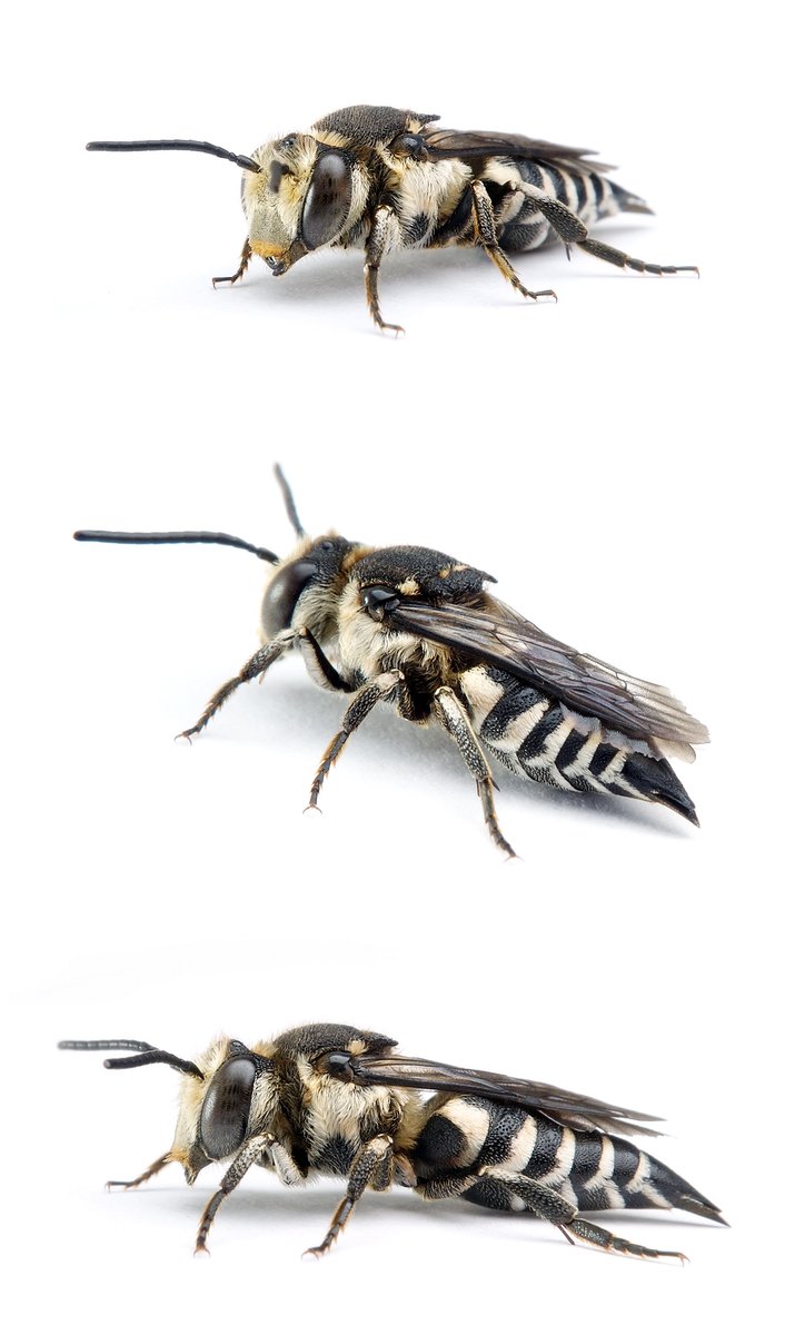 Coelioxys conoidea ♀ Sandrasen-Kegelbiene 14-15 mm