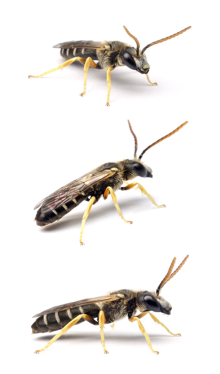Halictus simplex ♂ Gewöhnliche Furchenbiene 9-11 mm