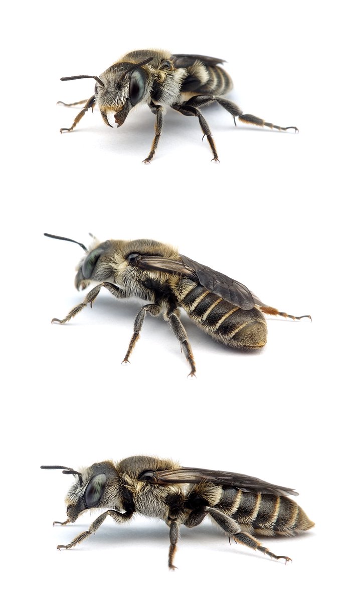 Hoplitis adunca ♀ Gewöhnliche Natterkopfbiene 11-13 mm