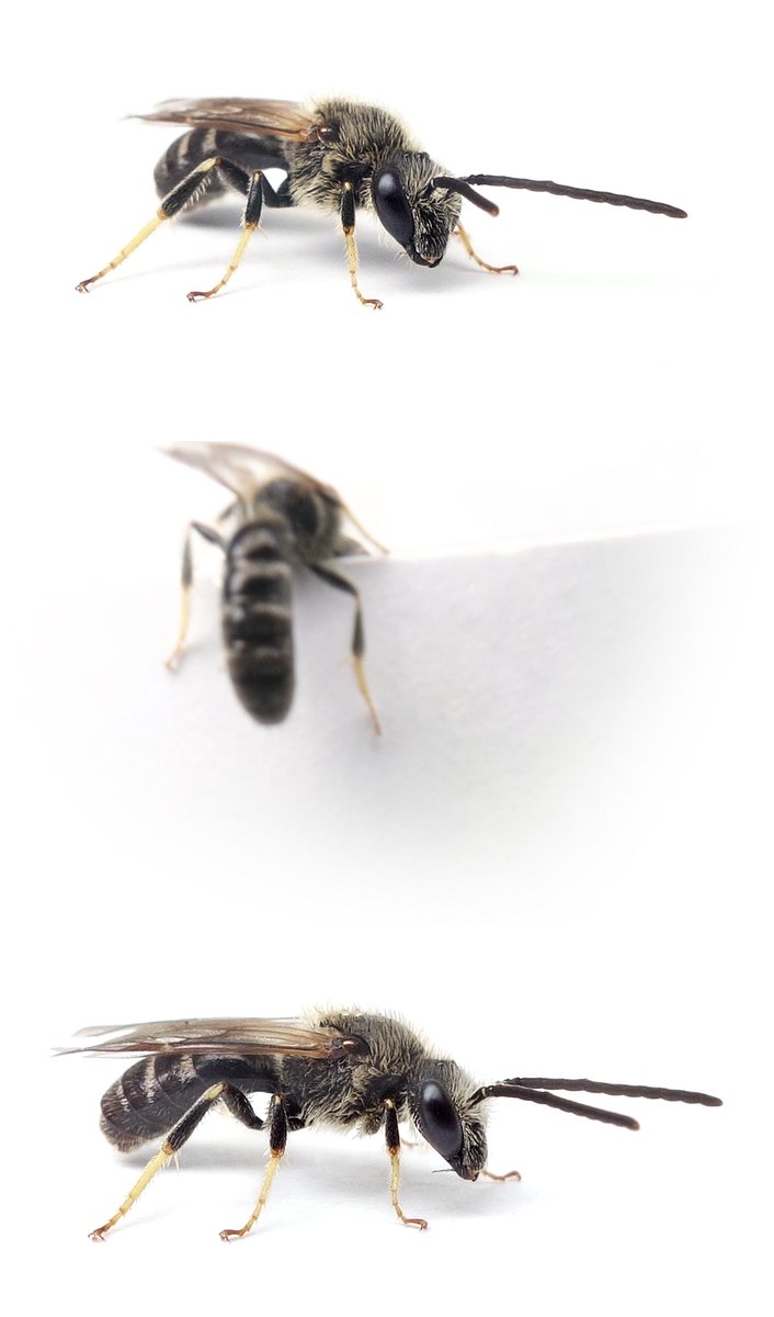 Lasioglossum laevigatum ♂ Bezahnte Schmalbiene 8 mm