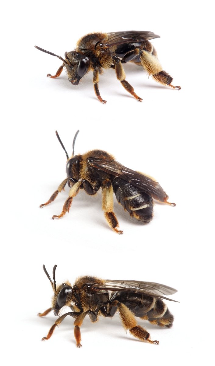 Macropis fulvipes ♀ Wald-Schenkelbiene 8-9 mm