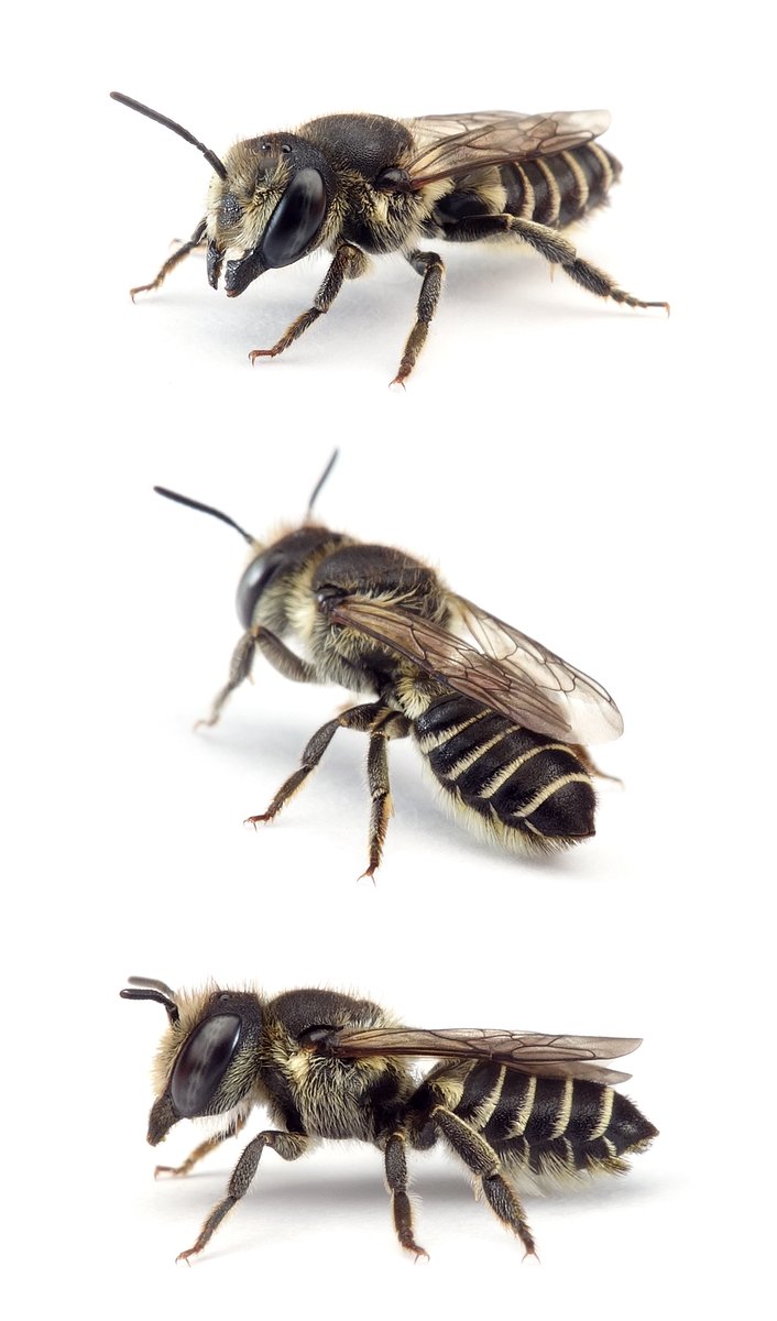 Megachile rotundata ♀ Luzerne-Blattschneiderbiene 8-9 mm