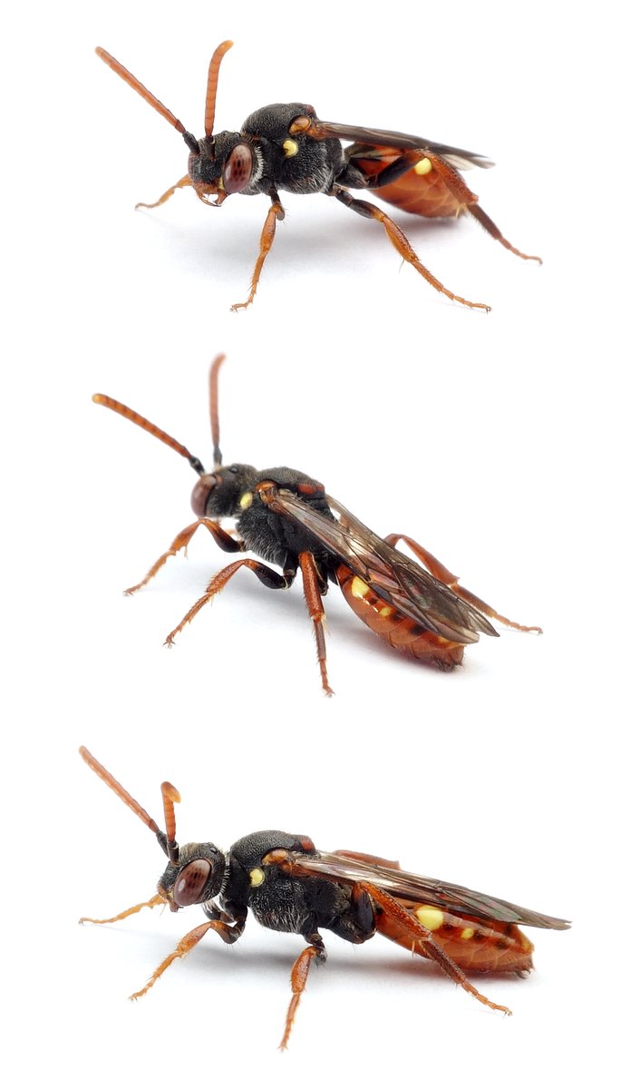 Nomada ferruginata ♀ Rötliche Wespenbiene 8-10 mm