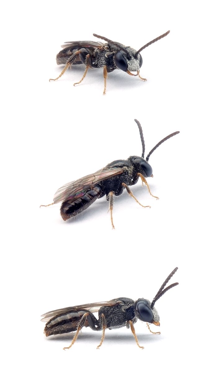 Sphecodes longulus ♂ Längliche Blutbiene 4–5 mm