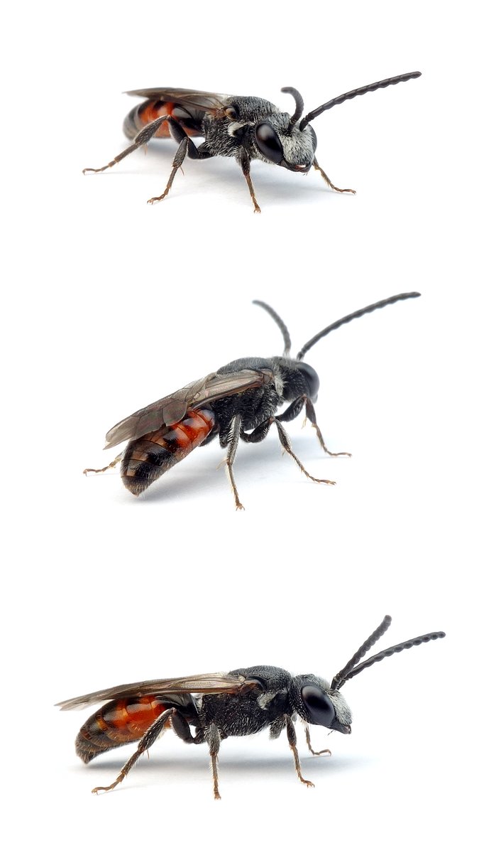 Sphecodes monilicornis ♂ Dickkopf-Blutbiene 7-10 mm