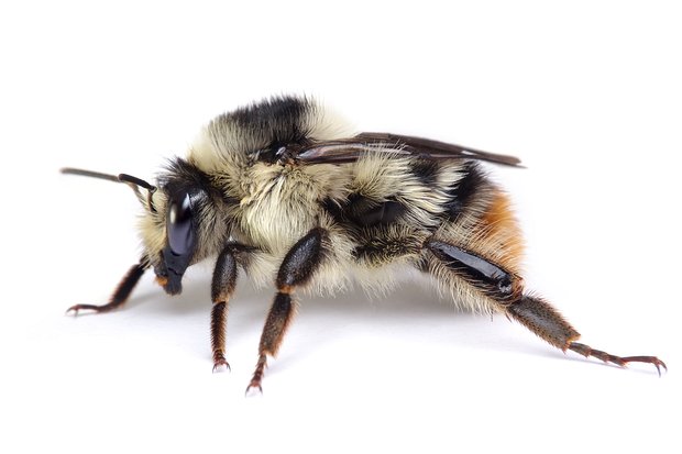 Bombus – Hummeln