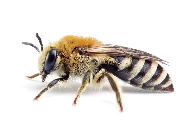 Colletes – Seidenbienen